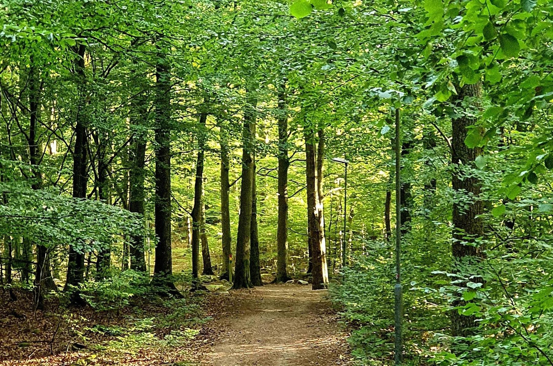 Bokskog i Perstorp