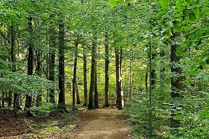 Bokskog i Perstorp