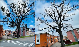 Bildcollage med två bilder som visar ek på Postgatan/Hantverkaregatan. Eken är gammal och i dåligt skick och behöver därför fällas.