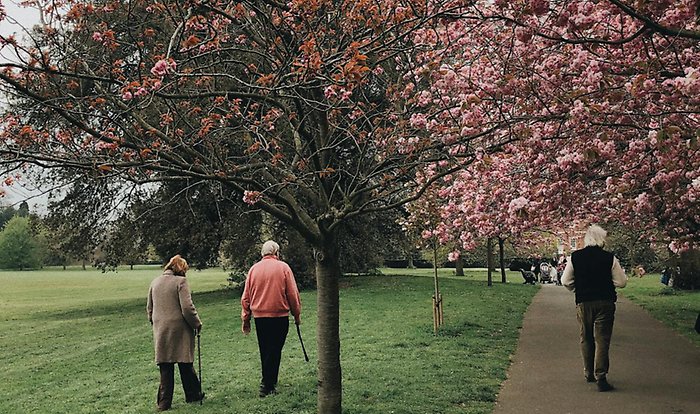 Äldre personer på promenad vid blommande körsbärsträd i en park.