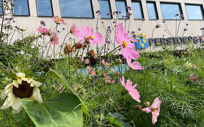 Blommor utanför Centrumhuset i Perstorp