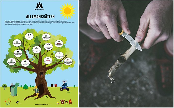 Bildcollage med två bilder där den första visar affisch från skogen i skolan om Allemansrätten. Den andra bilden visar en persona som täljer en pinne med kniv.